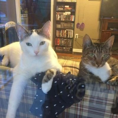 Brother and Sister cat living their best lives... Cat life!!!