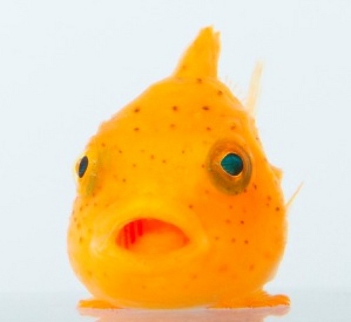 kaburinrin's profile picture. 中2トリオの一人で、フウセンウオの妹の方です。ガンバ大阪を応援しています。猫スイッチあり。高橋一生さんとあちらのJにも反応します。休みの日は万博、美術館、公園などに出没。
instagramで猫や食べ物の写真を撮って楽しんでいます。IDは同じ。