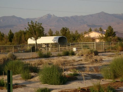 Sustainable homesteads, growers, dealers of heirloom, seeds, Local Produce, Pahrump, Vegas, Nevada. Birding. Organic. Hiking. Made in Pahrump. Pahrump News