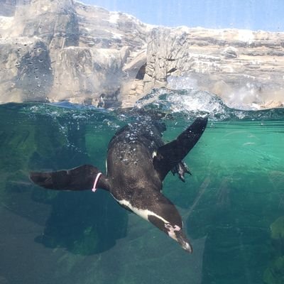 Squirrelis's profile picture. 30