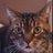 smandaleeb's profile image
