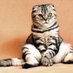 My Best Cat Food (@mybestcatfood1) Twitter profile photo My Best Cat Food (@mybestcatfood1) Twitter profile photo