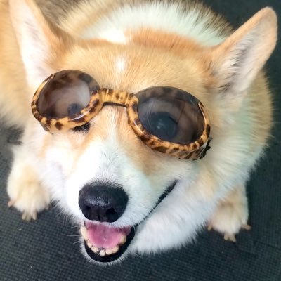 corgimom51 Profile Picture