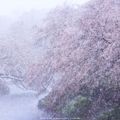桜木ハル∴さんのプロフィール画像