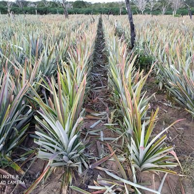 jumbofarms's profile picture. Organic Pineapple and Cassava Farmer.