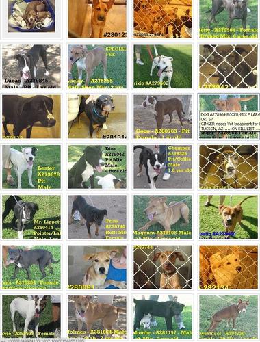 theserthefaces's profile picture. Founder of FACES - dedicated to getting the word out about the homeless animal problem & to finding homes for as many animals as we can.