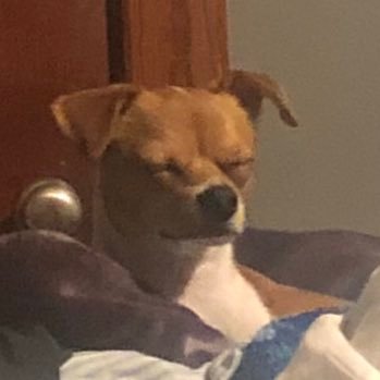 Cloudtail725's profile picture. 