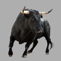 OTCtoro Profile Picture