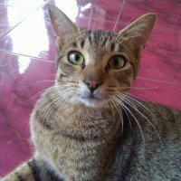 Ale Keling ✊ (@ale_keling) 's Twitter Profile