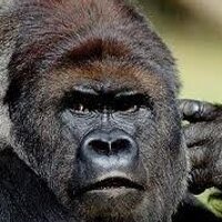 @teamstrong @jagzilla #CoachJagla (@jagzilla) 's Twitter Profile
