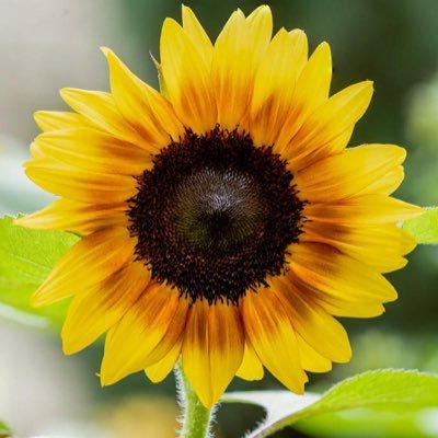 MrsAndersonY3's profile picture. Deputy Head at Astley Primary School