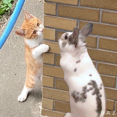 20年飼ってた🐱の《キティ》♀ずっと大好き❤今は17.04.04生まれ🐰の《まる》♂お迎え17.05.05♡と20.06.20に突如庭に現れた野良🐱の《しゃけ》♂との思い出記録をツイートします♡20.07.28無事保護→病院→おうちに来ました♡21.08.04仔猫2保護！21.08.20母猫保護！よろしくです！！