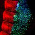 Marcelle Lab (@marcellelab6) Twitter profile photo Marcelle Lab (@marcellelab6) Twitter profile photo