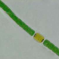 Lab of Cyanobacterial Systematics & Stress Biology (@cyanotaxonomy) 's Twitter Profile