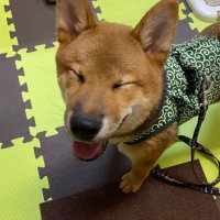 🐾柴犬ルカの大冒険🐾(@rukanodaibouken) 's Twitter Profile Photo