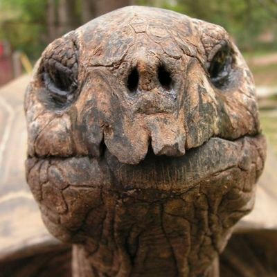 ohcarlag's profile picture. Empathy Fatigue Sufferer