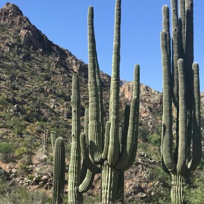 AvSiRe's profile picture. 