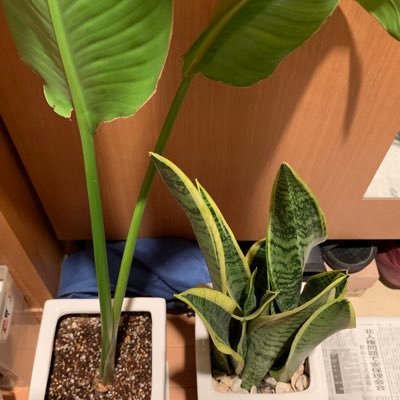 pink07berry's profile picture. 