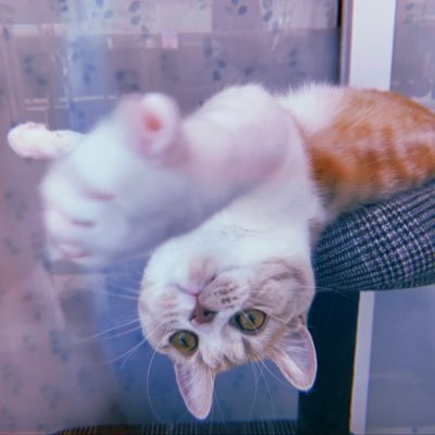 夢みるパンダさん テトラヴォイス 愛華さんは 私が初めて宝塚を観たトップスターさん 轟さんは 宝塚を大好きになったきっかけのお方 そして 初めてファンクラブに入ったのも 轟悠さんのファンクラブ 轟悠さんのような宝ジェンヌになりたい 夢みるパンダさん テトラヴォイス 愛華さんは 私が初めて宝塚を観たトップスターさん 轟さんは 宝塚を大好きになったきっかけのお方 そして 初めてファンクラブに入ったのも 轟悠さんのファンクラブ 轟悠さんのような宝ジェンヌになりたい