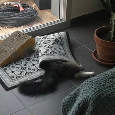 Tom4Yaute's profile picture. 