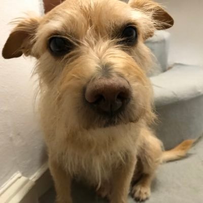 KristinTrautma1's profile picture. „Willkommen in Davidus“ / leidenschaftl. Plätzchenbäckerin / tierlieb / 👨‍👩‍👦🍝🍷🧩🎞💊💉💉💉💉