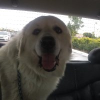 callmeoats (@me_too_thanks_u) 's Twitter Profile