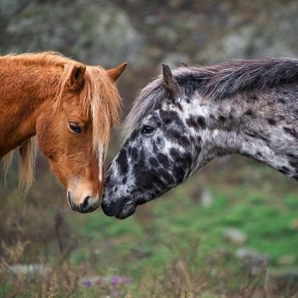 chipoli2's profile picture. Україна понад усе.Слава Україні та Героям Слава!!!!