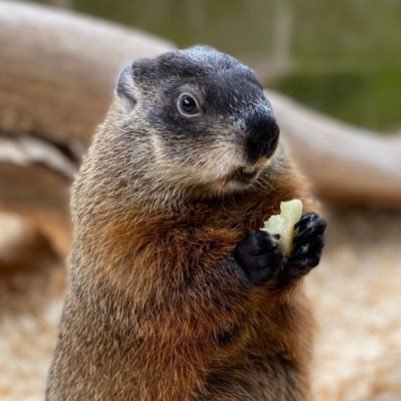 Shadow Seen 2023, Nap enthusiast, Melon lover, Digger of tunnels, Weather Prognosticator of Shubenacadie Wildlife Park in Nova Scotia