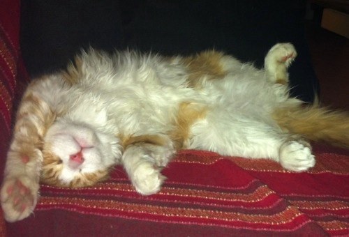 percosevarie's profile picture. 