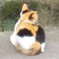 がっちり (@gacchiri_gang2) 's Twitter Profile Photo