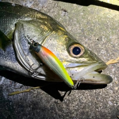 ট ইট র Showhey でシーバス釣り やったー 下げが効き出した時間 眠気で意識朦朧とする中闇雲に投げたx80jrに 湾奥シーバス セイゴ 釣り友募集中 ハクパターン