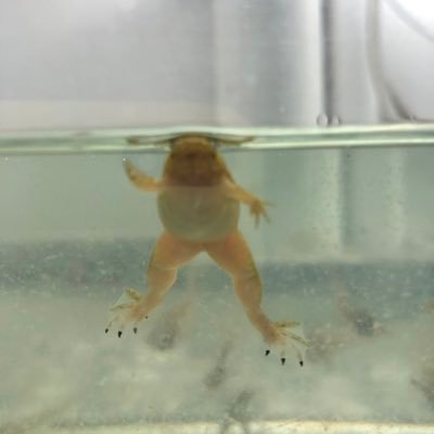 DevBio Lab101 Profile