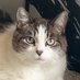 roxie cat ♓︎ (@funkeyroxie) Twitter profile photo
