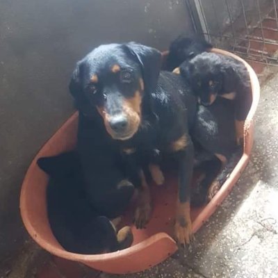 DogsFuture's profile picture. Dedicated dog rescuers
New to Twitter ... help lol