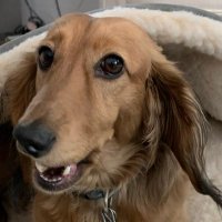Mr. Dachshund (@obus_r) 's Twitter Profile