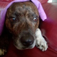Oi with the poodles already (@debbiejh629) 's Twitter Profile Photo Oi with the poodles already (@debbiejh629) 's Twitter Profile Photo