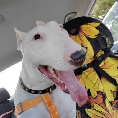 _MrBean_bully's profile picture. Hi im Mr. Bean im a 2 year old bull terrier. I love long walks and tripping my humans.