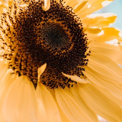 ConanYoooo's profile picture. Sunflowerrrrrrsa?