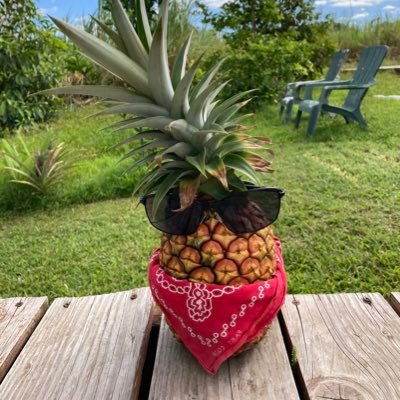 ‘very dangerous’🍍🌈 BIG I of Hawai'i, Puna, isolating on 🌋, lavazone2. Mongoose sanctuary, Menehune blue rock reserve, and🦎foster parent. 🏳️🌈 🌊💉💉💉💉😷