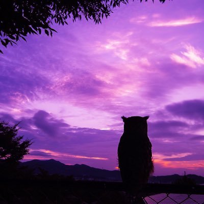 2011年にアフリカヒナフクロウの福、2012年にアフリカワシミミズクの昴を迎え入れ日々の生活上の写真を気ままにアップしています。