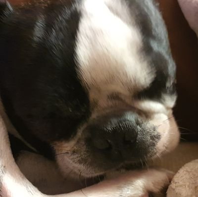 dvinias's profile picture. Biologicamente optimista.