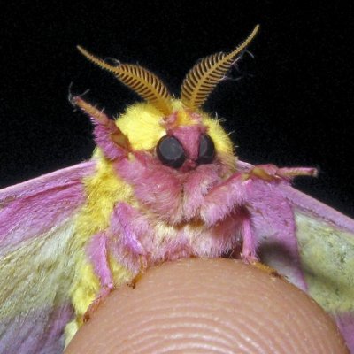 chrysanthedads's profile picture. 