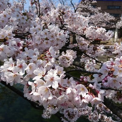 hiromi_midori's profile picture. ハンバーグの横のパセリは食べる派