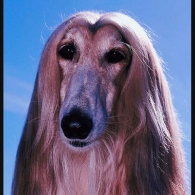 ashhhwenz's profile picture. 