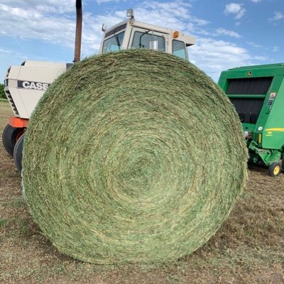 Feeding Farming Cattle Hay