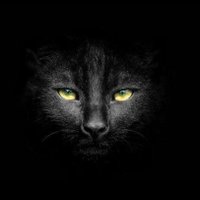 𝐶𝑇-𝐻𝑒𝑙𝑙𝑐𝑎𝑡 (@ct_hellcat) 's Twitter Profile