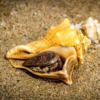 imankitguru's profile picture. 