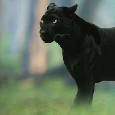 TRO51522170's profile picture. 