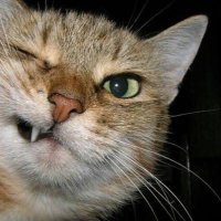アメリカ情報インフルエンザー(parody) (@usjapan7) 's Twitter Profile Photo