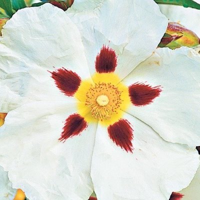 午時葵 Gozi Aoi Twitter 午時葵 Gozi Aoi Twitter